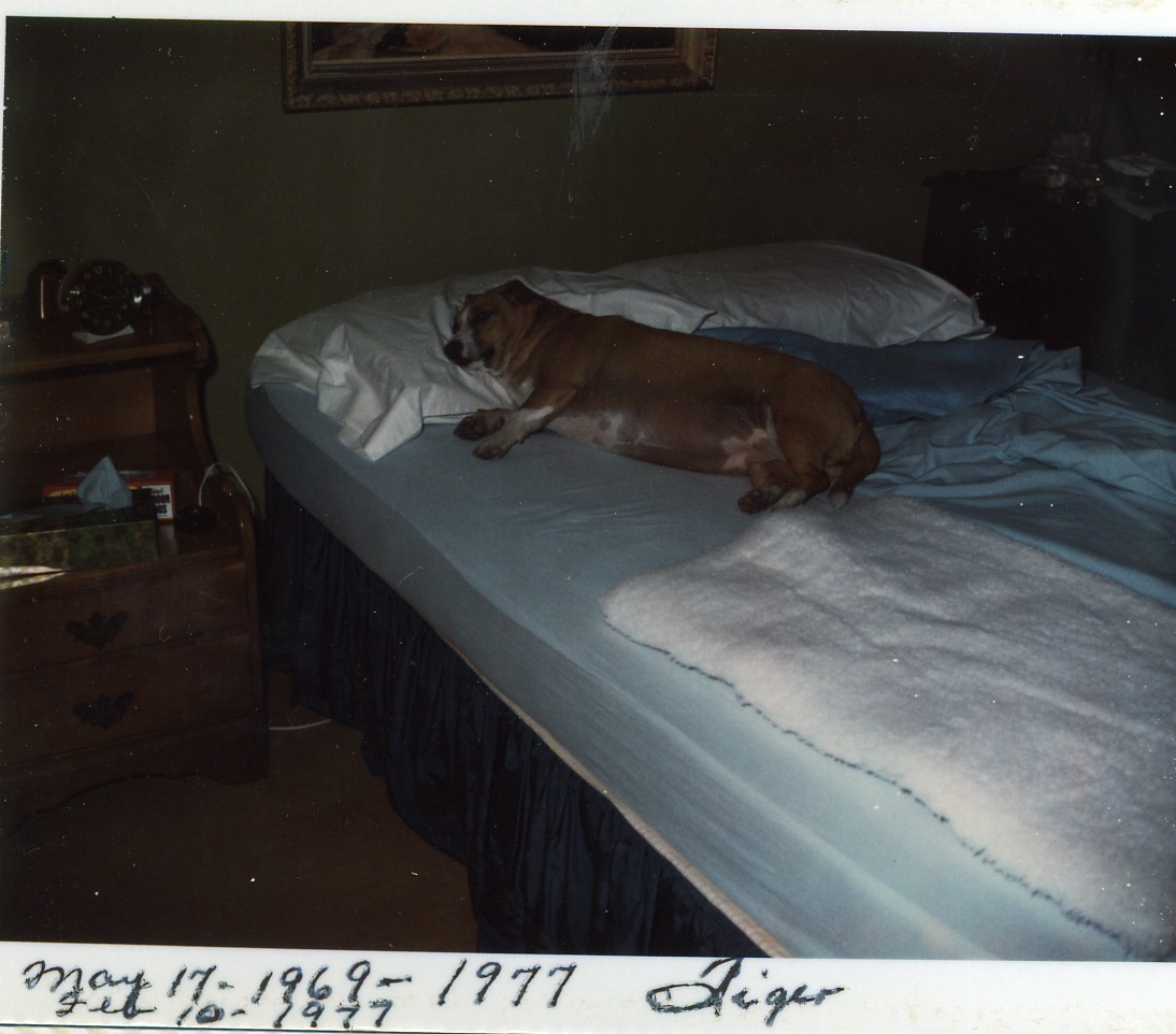 4-5   Tiger Lil  1969-1977.jpg